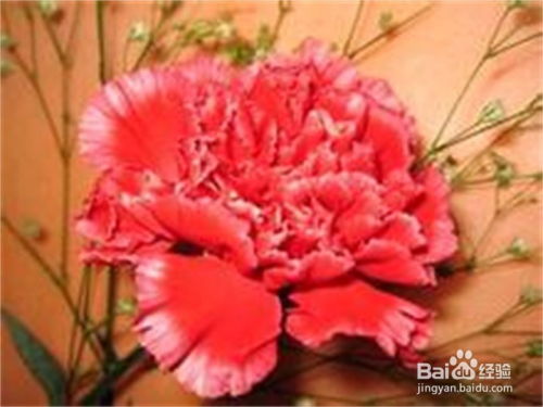 康乃馨鲜花如何打理才能保持鲜艳？