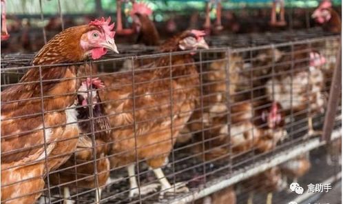 鸡下蛋后种什么菜？养鸡也Neng赚钱的秘密！