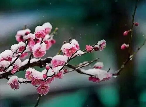 相思梅花开，寄意千般情