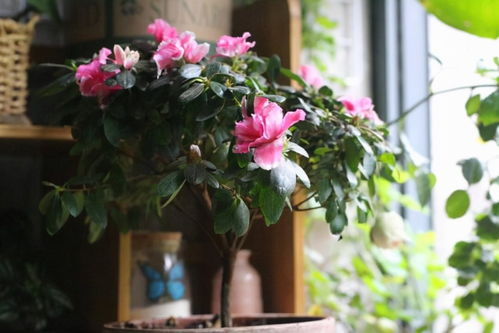 光照管理：阳光要适量