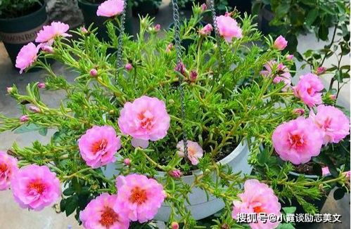 常夏石竹春天怎么修剪？如何让花开得更盛