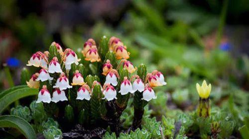 耐踩抗旱草花，草地新宠儿来啦这个！