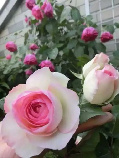 土壤的选择， 犹如给月季披上一层温暖的衣裳