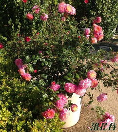 克里斯多夫月季的花期揭秘