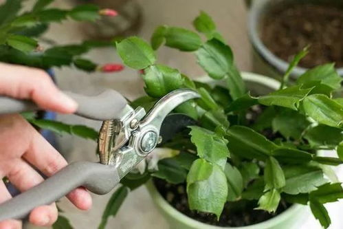 如何运用八面来财修剪方法，让植物枝叶更加茂盛