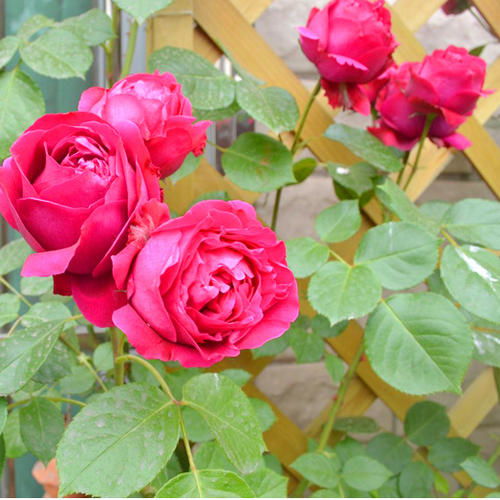 美中也有不足，但瑕不掩瑜