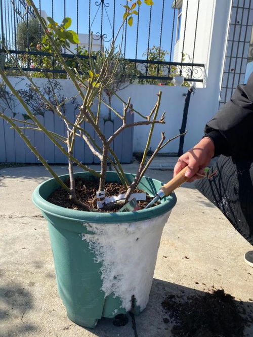 飘香藤修剪打尖的正确方法是什么？如何确保修剪后植株生长更旺盛