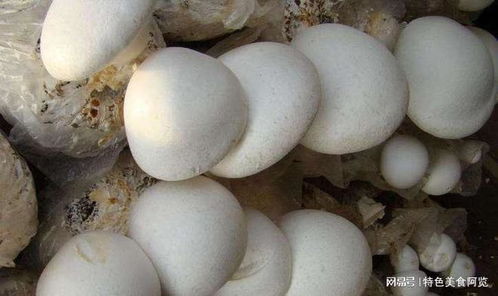 农药在蘑菇种植中的作用