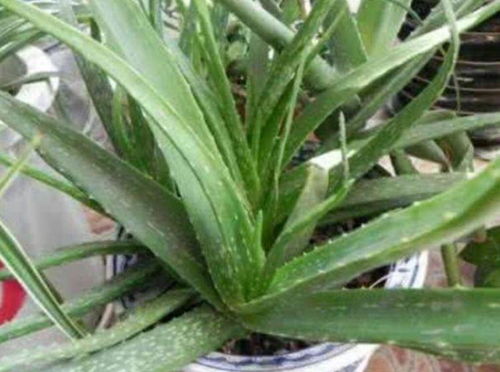 1. 芦荟：空气清洁小嫩手