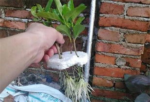 紫竹梅扦插方法中，水培需要注意哪些细节以确保成活率