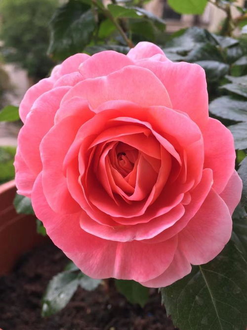 花瓣形状，多样的魅力