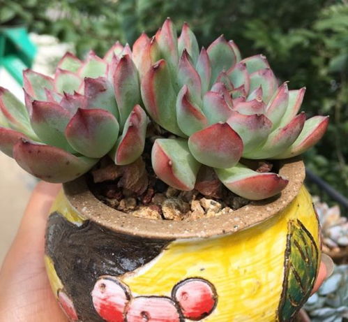 冬季植物肉肉怎么浇水？浇水量是否会影响其生长