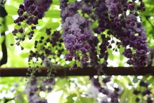 紫藤花的品种：八重黑龙、 熊野紫藤，各有特色