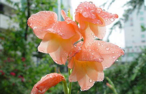 唐菖蒲的象征意义，你想知道吗？