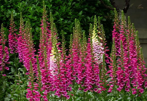 绿化带， 花儿的舞台