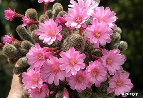 浇水：掌握“不干不浇， 浇则浇透”的原则