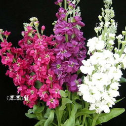 紫罗兰花有多少种？你认识家庭常见的几种吗