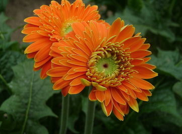 泰坦魔芋：巨臭无比， 千万别种阳台