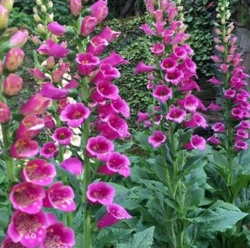 高颜值花朵为何只开花不后来啊？揭秘植物界的奇妙现象