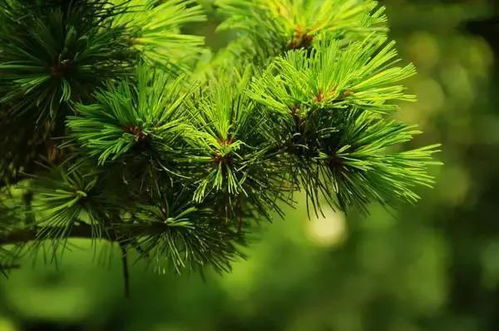 雪松茶的功效与作用