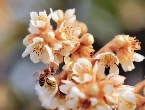 家庭种植干枝梅需要注意哪些技巧和步骤