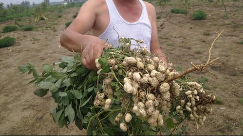 它对花生有害吗？