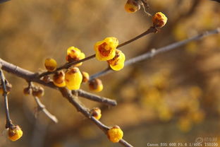 腊梅花：寒冬中的坚韧使者