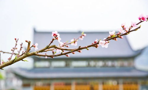 春天里桃花盛开时