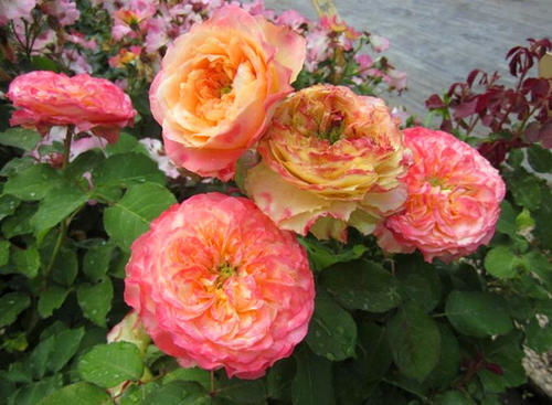 国外博主推荐的月季品种怎么样？