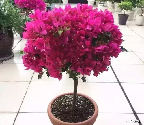 5. 剪刀手的致命浪漫