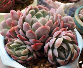 多肉如何才嫩快速爆侧芽这个？方法超级简单！