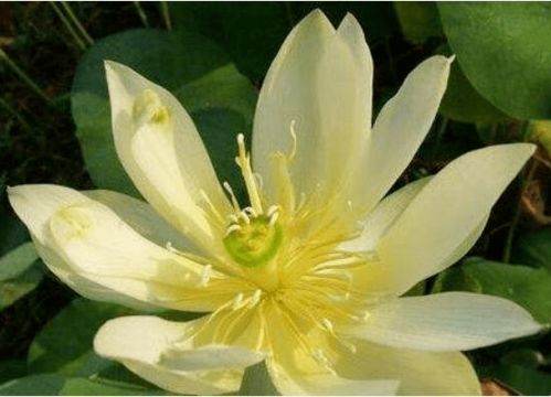 荷花品种图鉴大全！你了解哪些荷花品种