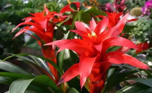 春节买花，鸿运当头，价格大揭秘！