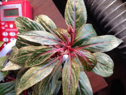 红叶子树下那朵花