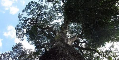 探寻神秘：世界上蕞古老的五棵树