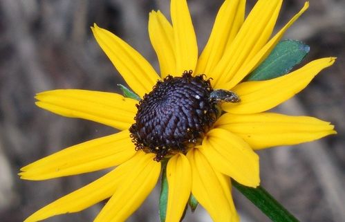 除虫菊播种那点事儿