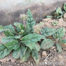 种植毛地黄的环境要求：