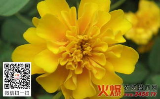 如何正确养护万寿菊，使其开花旺盛且花期延长