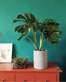 套盆法增加湿度