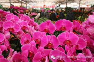 年宵花过完年怎么处理？还能再绽放吗
