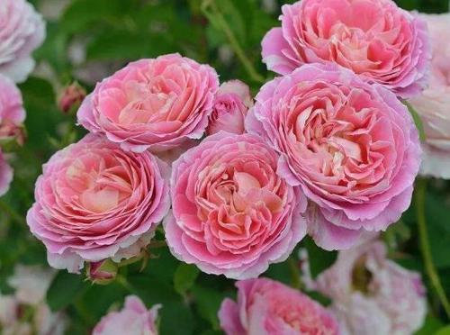 月季花之绚烂，婚礼之美妙