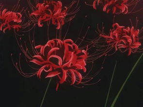 彼岸花的花语是什么它背后有哪些神秘的传说和象征意义