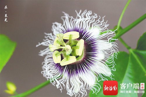 和平之花（追寻和平之花的芬芳与力量）中蕴含的力量是如何在当今世界发挥作用的