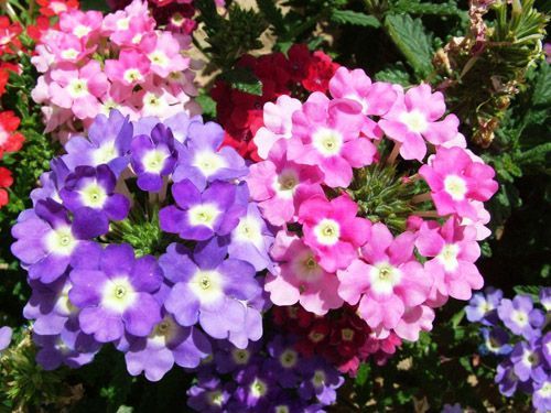夏天开什么花？这几种花好看又好养