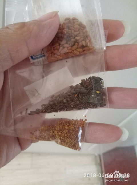 玫瑰花种子不发芽？试试用温水浸泡一晚