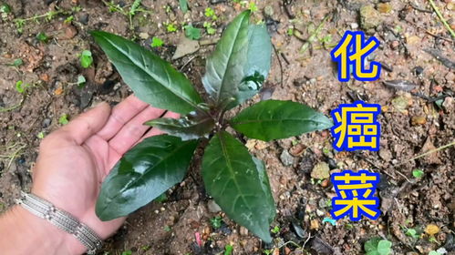 苘麻：耐旱耐盐