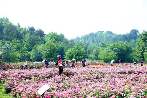贵州花海，美得不可思议