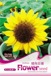 矮牵牛、 海棠、蜀葵：秋季播种，春季盛开