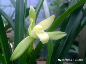兰花无毒，卧室种植安心之选！