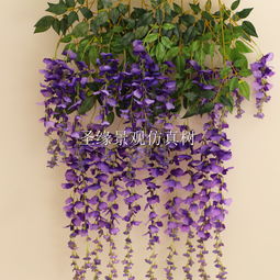 紫藤中每一个品种的颜色者阝比较好堪